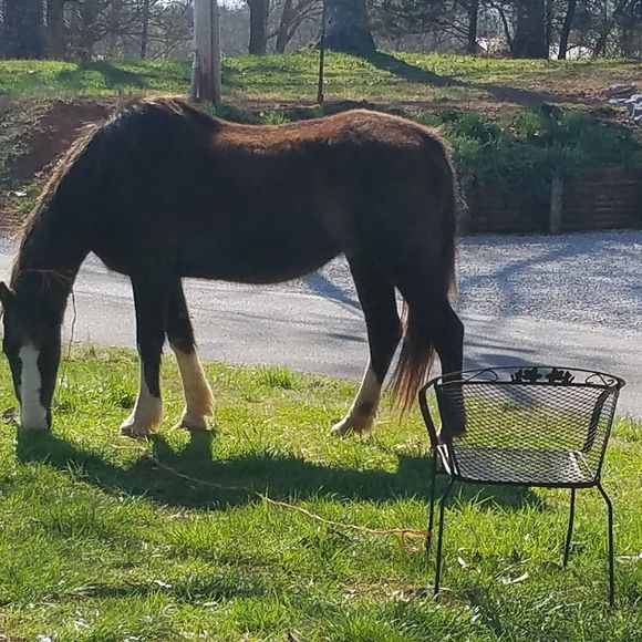 Meet your Posher, Gail - Picture 1 of 1